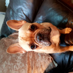 4 FRENCH BULLDOG PUPPIES FOR SALE