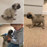 BEAUTIFUL KC REGISTERED PUG PUPPIES *READY TO LEAVE IN 2 WEEKS*
