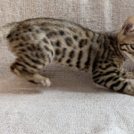 (2 left) STUNNING FEMALE Golden/Brown Bengal Kittens READY NOW £650 