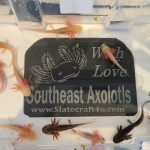Axolotl babys