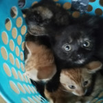 Ginger , Ginger and White and Tortoiseshell kittens for sale  