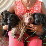 Shapei puppies for sale Wales 