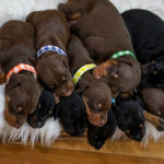 Fully Health Tested Kc Dobermann Puppies