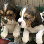 Beagle puppies KC registered