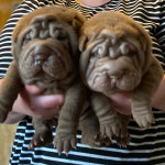 Shar pei puppies for sale 