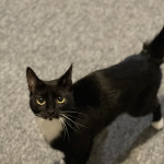 ANY OFFERS NEED BOTH GONE ASAP