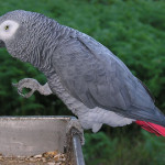 `Africa Grey Parrot for sale