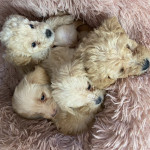 4 beautiful jackapoopoo puppies left 3 boys 1 girl 