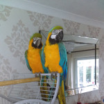 Pair of macaws male and female