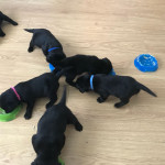 stunning kc labrador pups 