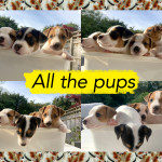 FUN, CUTE & PLAYFUL JACK RUSSELL PUPPIES FOR SALE