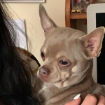 Lilac and tan kc registered chihuahua for sale 