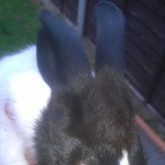 Black and white male and female rabbits for sale