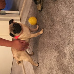 Full pedigree pug