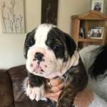 English bulldog girl puppy 