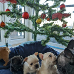 Pedigree KC registered french bulldog puppies for t