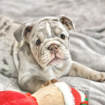English bulldog puppy girl  (blue eyes)