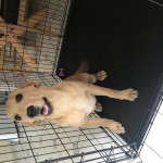 Labrador for sale 