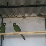 Baby Amazon Parrots With Papers available