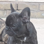 French bulldog puppies 