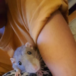 X2 9month Old Sweet Loving Male Ratties For Sale