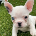 French bulldog