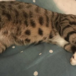 Male Bengal cross Egyptian mau cat 