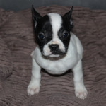 5 Adorable French Bulldog Puppies Available Now