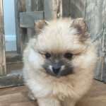 Beautiful Pomeranian Puppies 