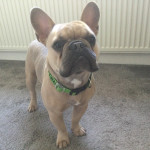 LILAC FRENCH BULLDOG STUNNING MALE 
