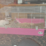 Dwarf rabbit for sale