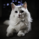 Last two Turkish angora kittens for sale from litter of 8