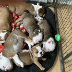 Bulldog pups ready to go to their forever homes