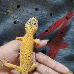 Lovely leopard gecko needs a new home