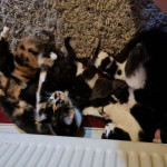 Beautiful kittens ready soon