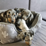 Beautiful dachshund puppies.
