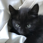 2 black female kittens for sale