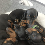 Stunning 5 ?? KC registered PRA clear miniature Dachshunds