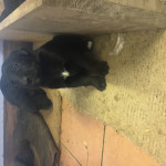 Lab X collie (Lollies) for sale 