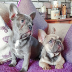 Lilac and fawn frenchies 