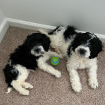 Portuguese Water Dog/Poodle mix puppies for sale!