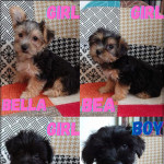 ???? Introducing Adorable Morkie Puppies! ???? (Jack Russel x Maltese mix)