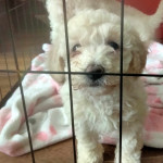 Female Poochons pups 