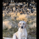 Lab puppies FIeld trial champions lines