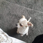 Stunning pure breed Chihuahua