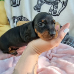 4 kc registered standard dachshunds puppies available 