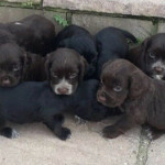 Registered Show Cocker Spaniel Puppies for sale