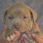 American Bully Puppies 