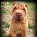 Fantastic litter of Eshpari Shar Pei Puppies