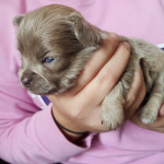 KC Reg Chihuahua puppies 